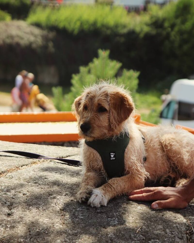 Lys hund som ligger på et svaberg i solen